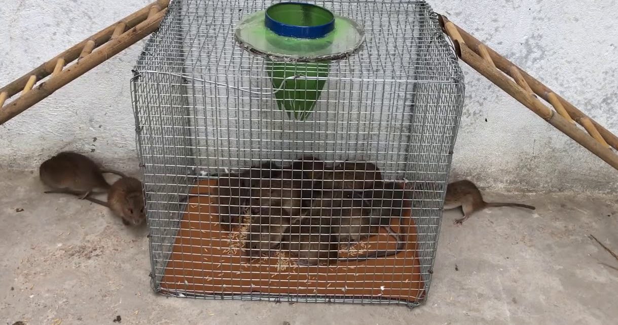 piège à rats