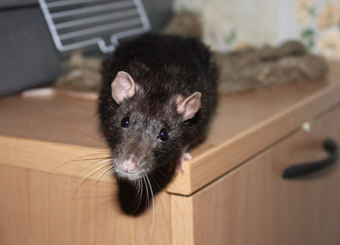 rats dans la maison