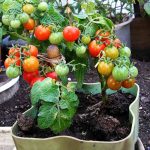 pulvérisation de solution de tomate