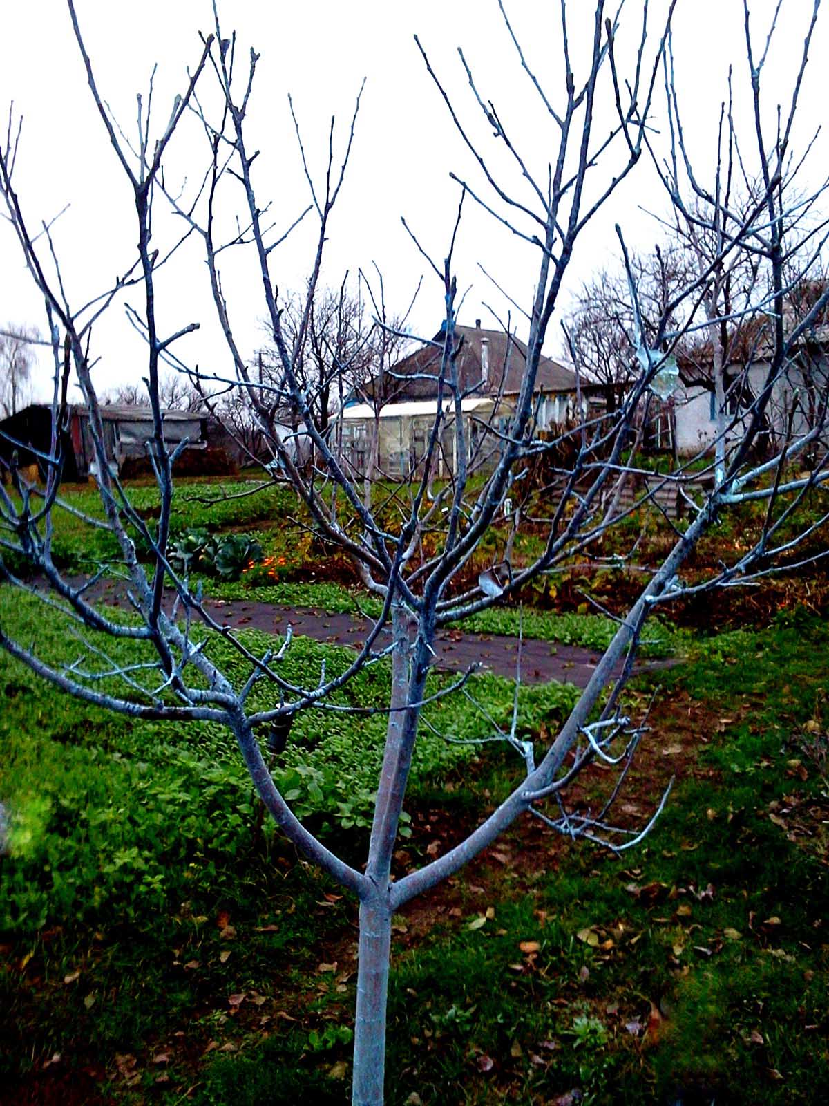 traitement de l'arbre
