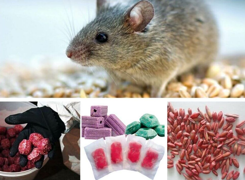mort aux rats