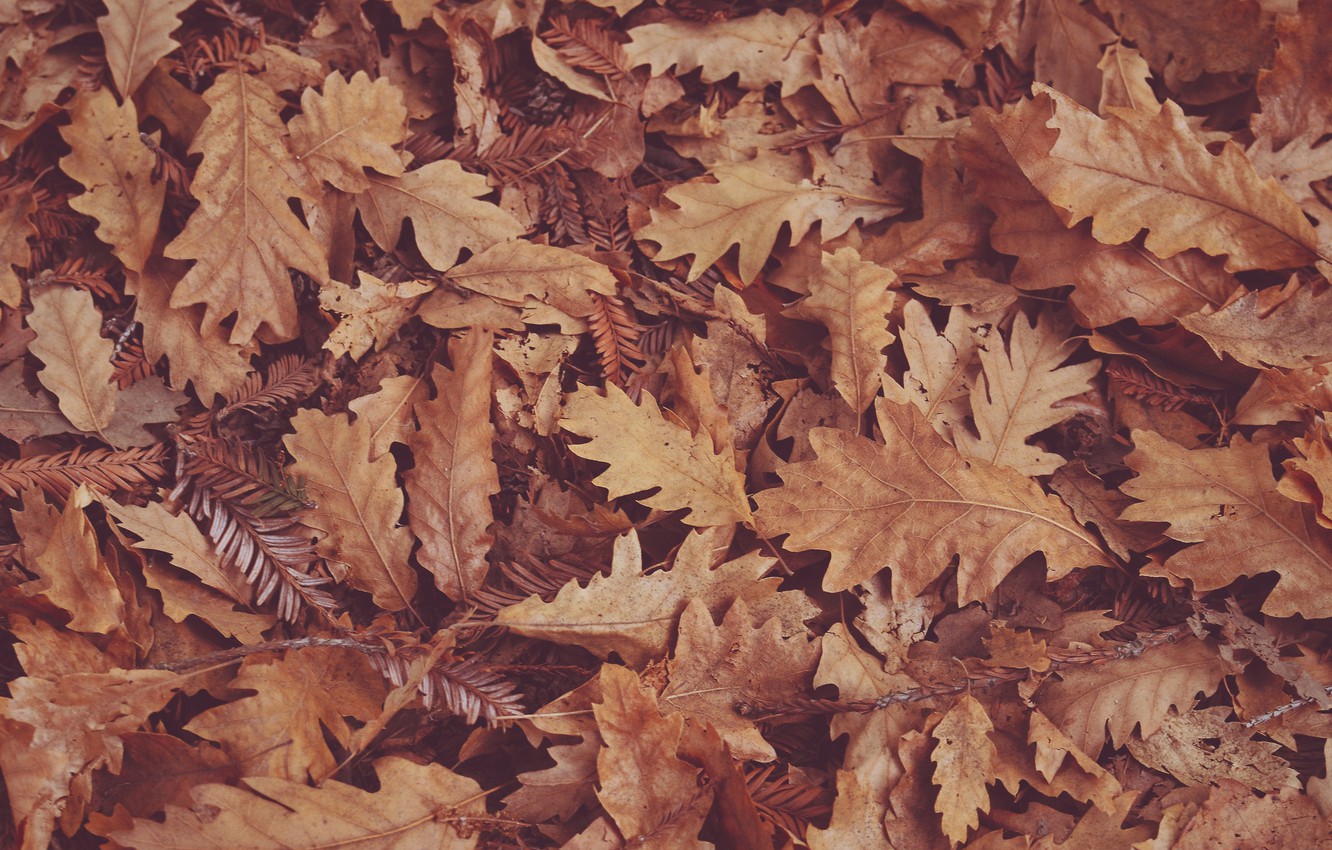 feuilles sèches