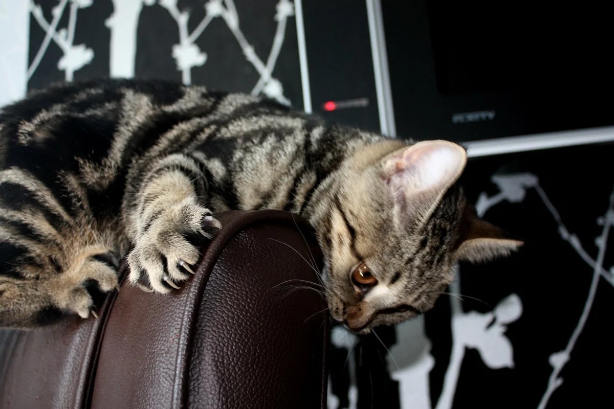 chat sur le canapé