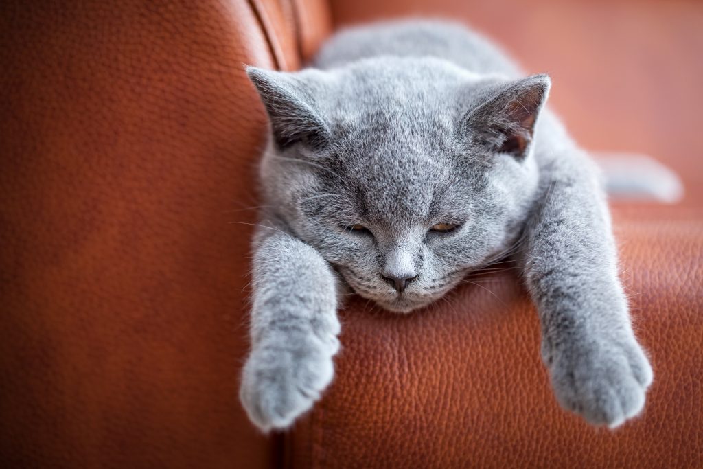 chat sur un canapé en cuir photo