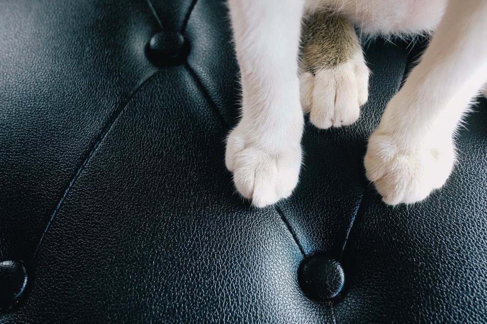 chat sur un canapé en cuir