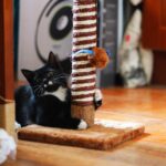 chat noir et blanc avec un griffoir
