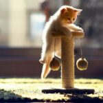 chaton avec griffoir