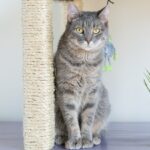 chat gris avec griffoir