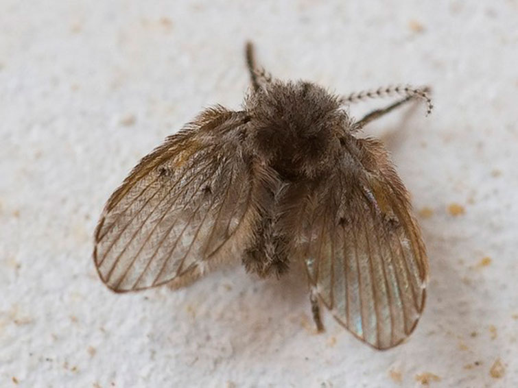 le papillon vole dans la maison