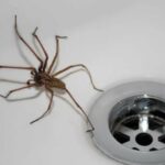 araignées dans la salle de bain