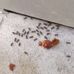 fourmis dans la salle de bain