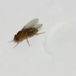 moucherons dans la salle de bain