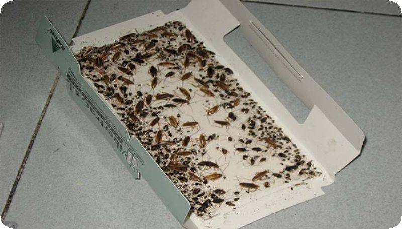 pièges à insectes