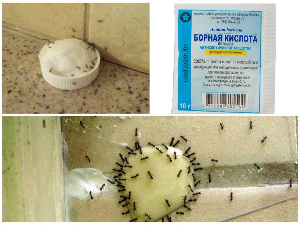 remèdes populaires contre les insectes dans la maison