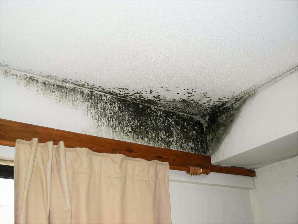 moisissure dans la salle de bain