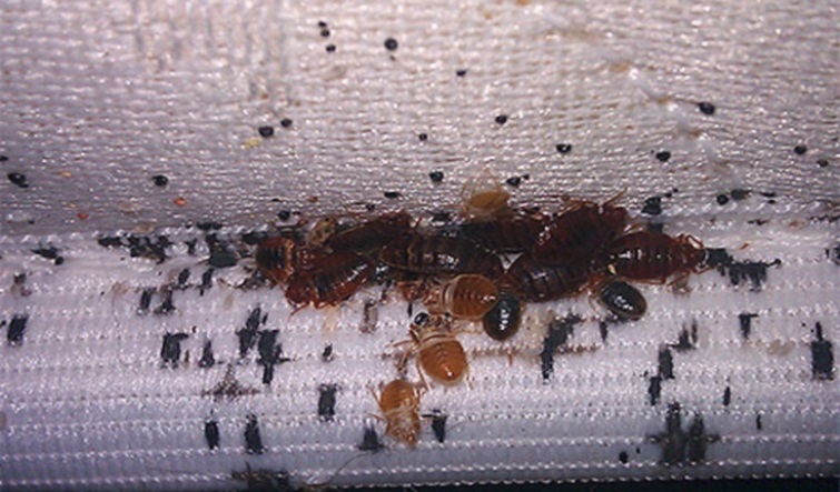 comment lutter contre les insectes dans la salle de bain