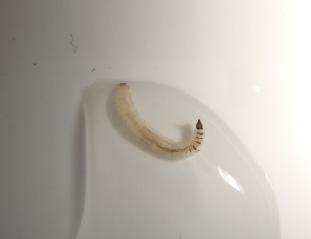 vers dans la salle de bain