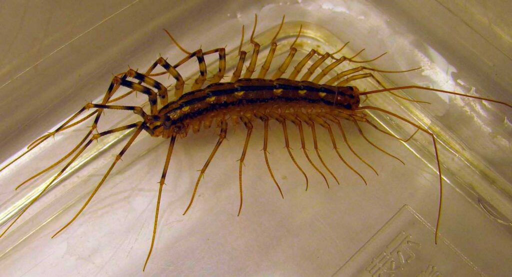 moucherolle dans la salle de bain