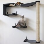 rak yang dipasang di dinding untuk hiasan kucing