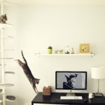 rak dinding untuk gambar dalaman kucing