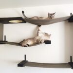 rak dinding untuk dalaman gambar kucing