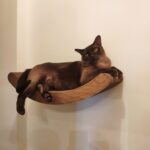 rak yang dipasang di dinding untuk idea dalaman kucing