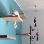 rak yang dipasang di dinding untuk idea kucing