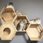 rak yang dipasang di dinding untuk pilihan gambar kucing