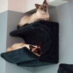 rak yang dipasang di dinding untuk idea pilihan kucing