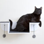 rak dinding untuk idea gambar kucing