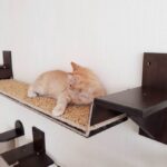 rak dinding untuk jenis gambar kucing
