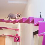rak dinding untuk spesies gambar kucing