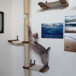 rak dinding untuk hiasan gambar kucing