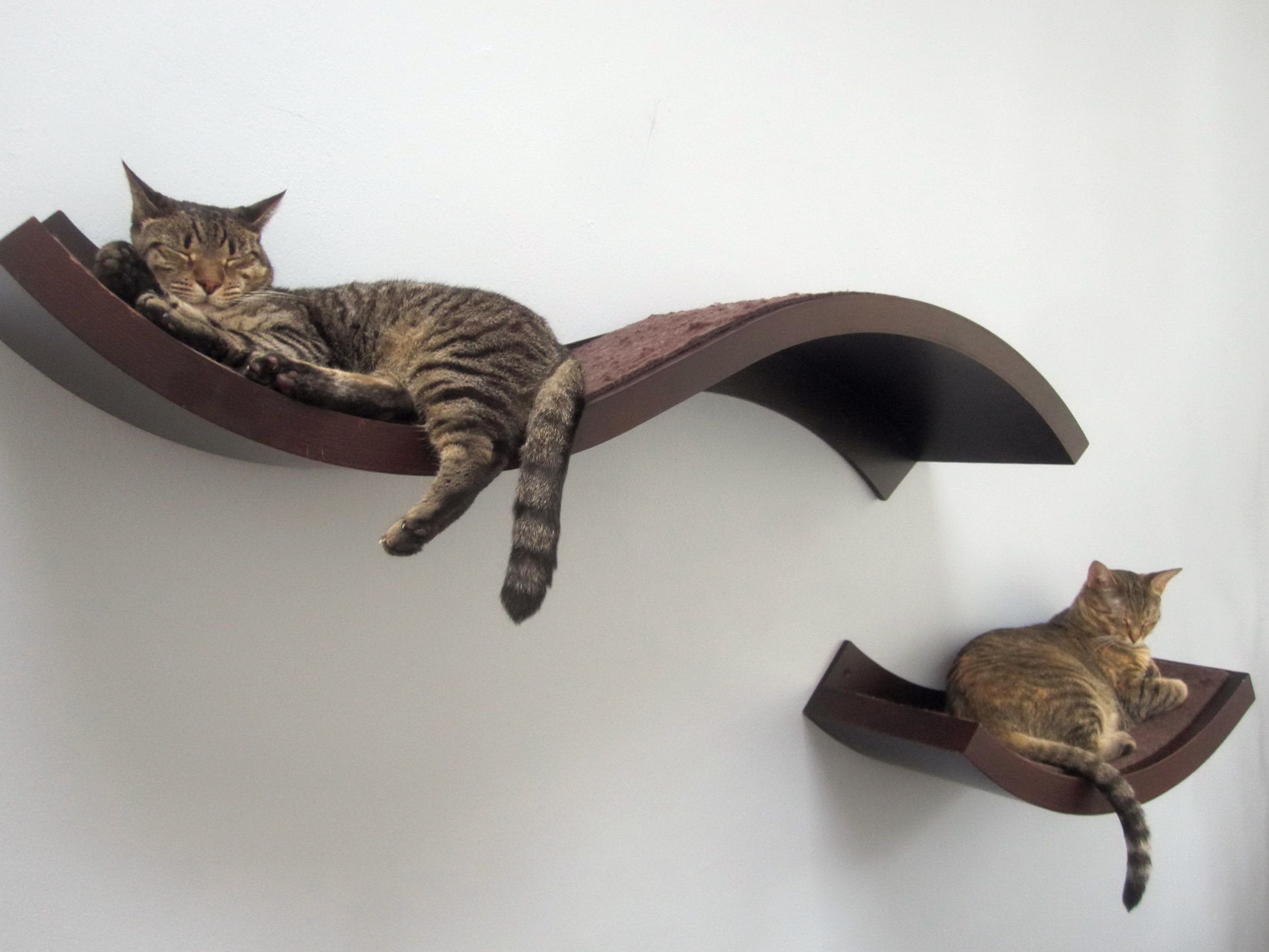 rak dinding untuk reka bentuk gambar kucing