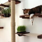 rak dinding untuk idea gambar kucing