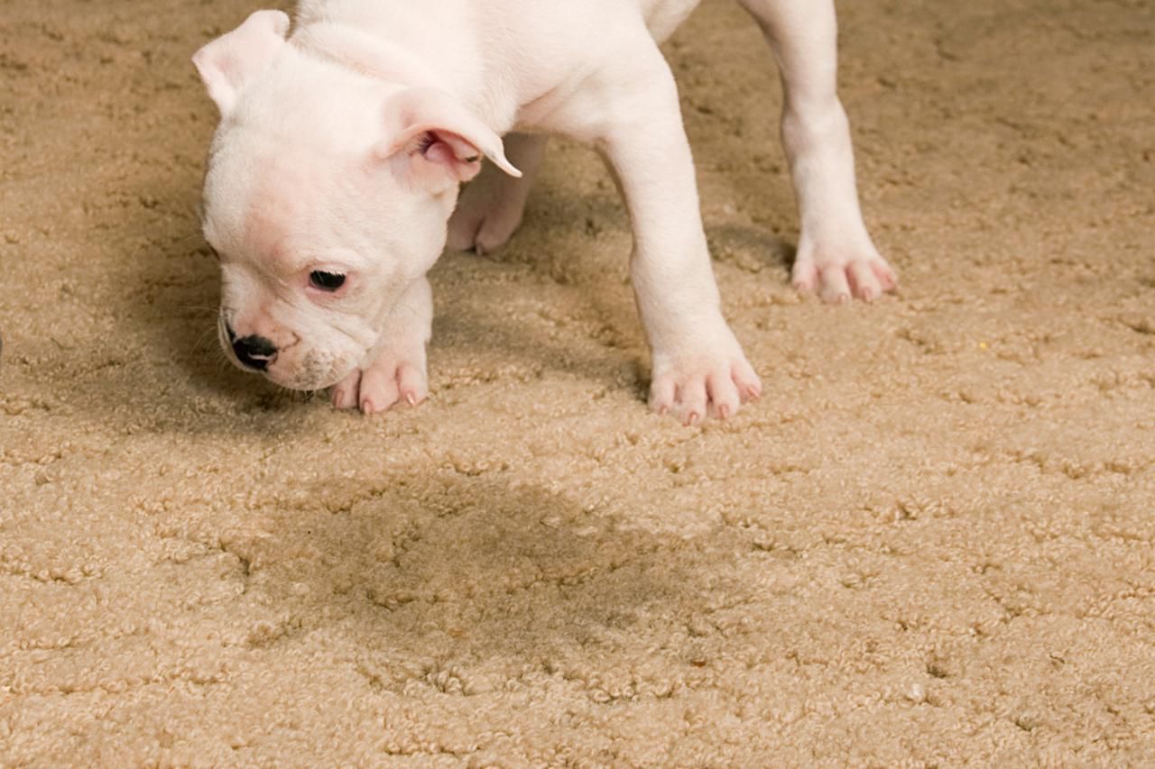 chien sur le tapis