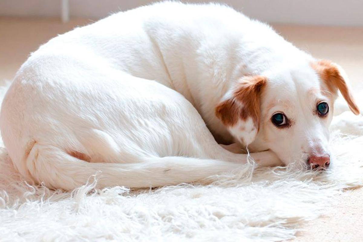 chien adulte est malade