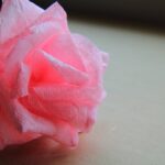 rose rose de serviettes