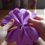oeillet violet