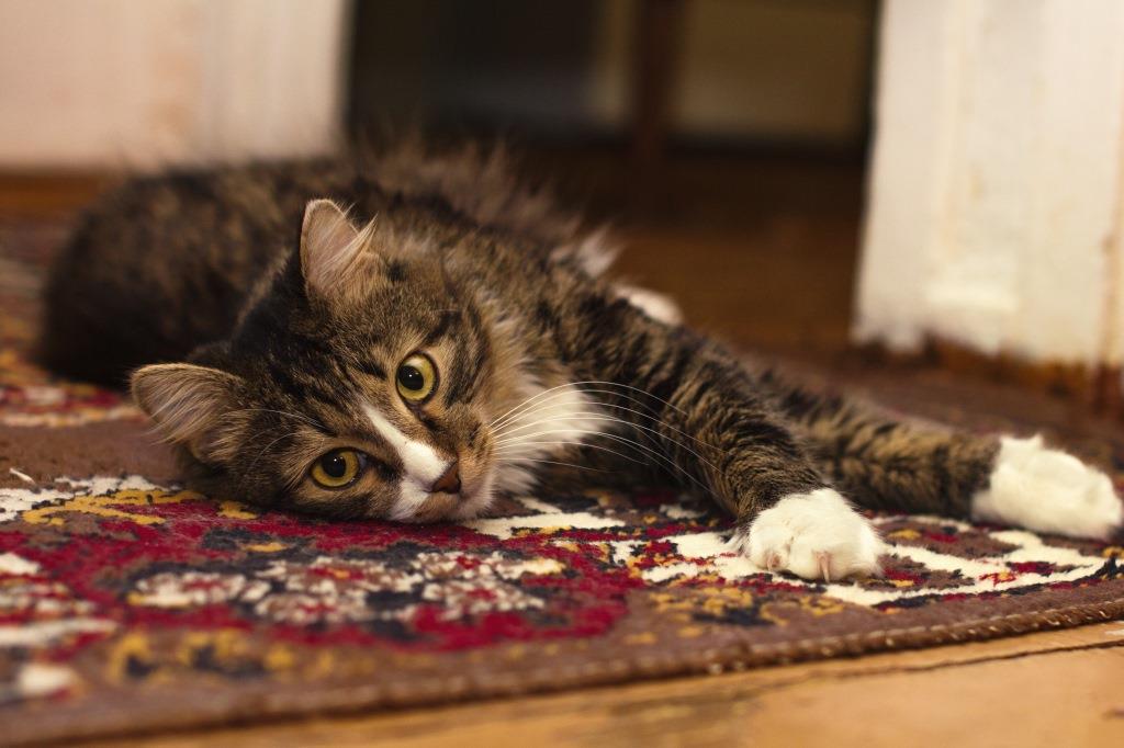 cat on the carpet