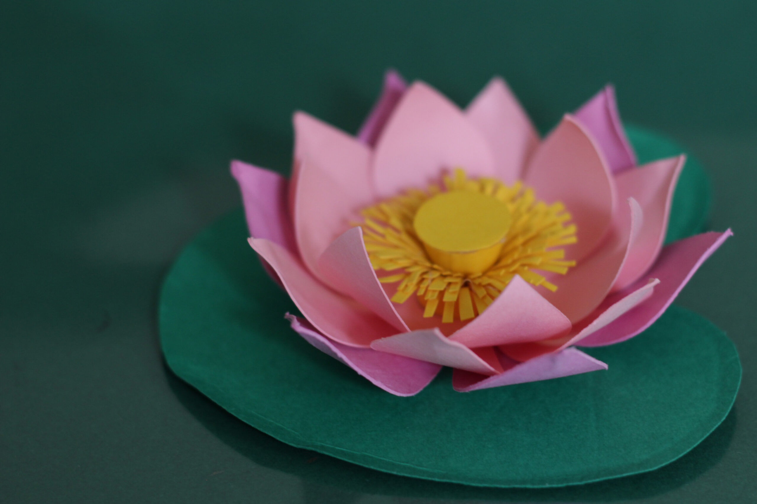 lotus avec étamines