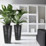 zonificación de plantas en maceta
