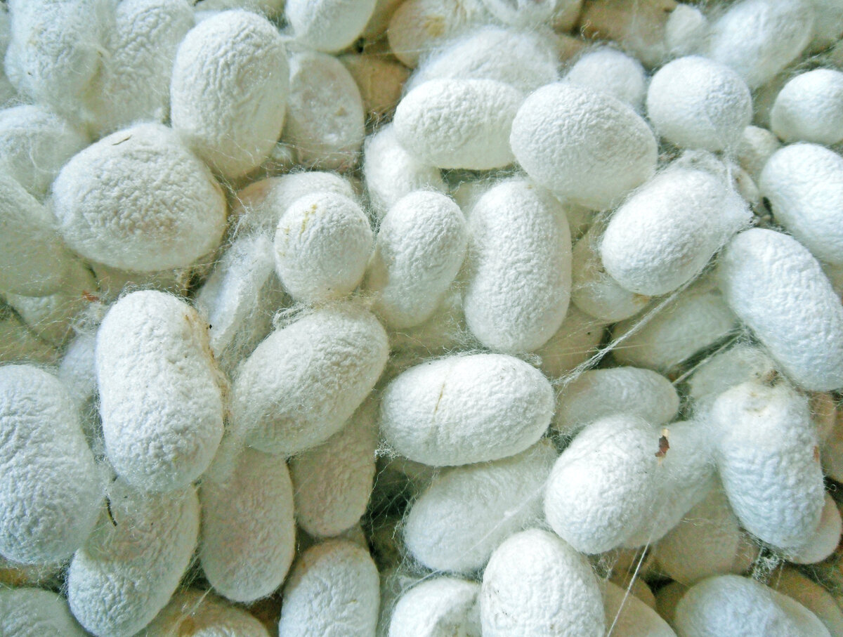 cocons de vers à soie