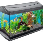 aquarium dans l'appartement